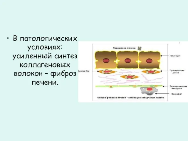 В патологических условиях: усиленный синтез коллагеновых волокон – фиброз печени.