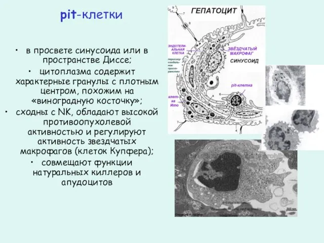 pit-клетки в просвете синусоида или в пространстве Диссе; цитоплазма содержит характерные гранулы