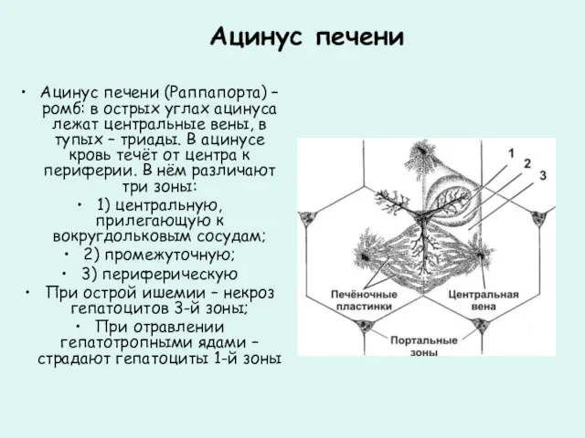 Ацинус печени Ацинус печени (Раппапорта) – ромб: в острых углах ацинуса лежат