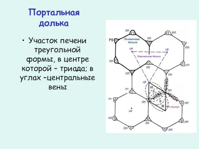 Портальная долька Участок печени треугольной формы, в центре которой – триада; в углах –центральные вены