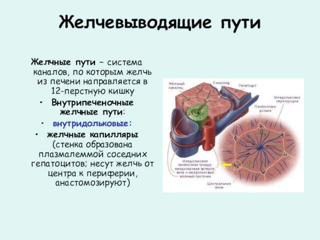 Желчевыводящие пути Желчные пути – система каналов, по которым желчь из печени