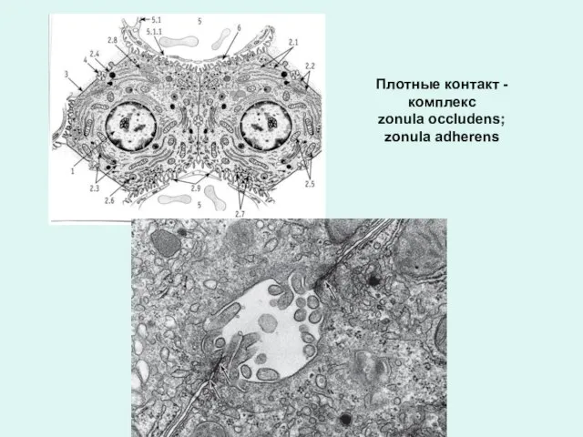 Плотные контакт - комплекс zonula occludens; zonula adherens