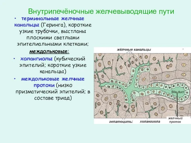 Внутрипечёночные желчевыводящие пути терминальные желчные канальцы (Геринга), короткие узкие трубочки, выстланы плоскими