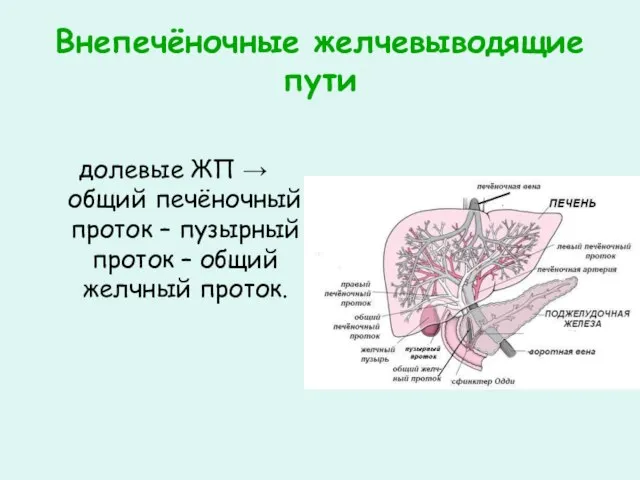 Внепечёночные желчевыводящие пути долевые ЖП → общий печёночный проток – пузырный проток – общий желчный проток.