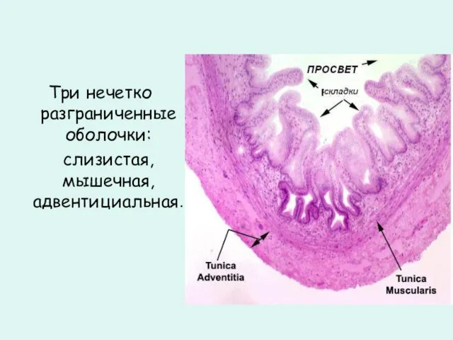 Три нечетко разграниченные оболочки: слизистая, мышечная, адвентициальная.