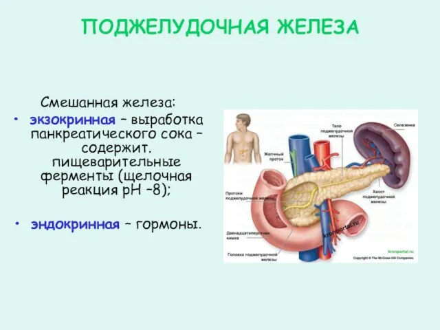 ПОДЖЕЛУДОЧНАЯ ЖЕЛЕЗА Смешанная железа: экзокринная – выработка панкреатического сока – содержит. пищеварительные