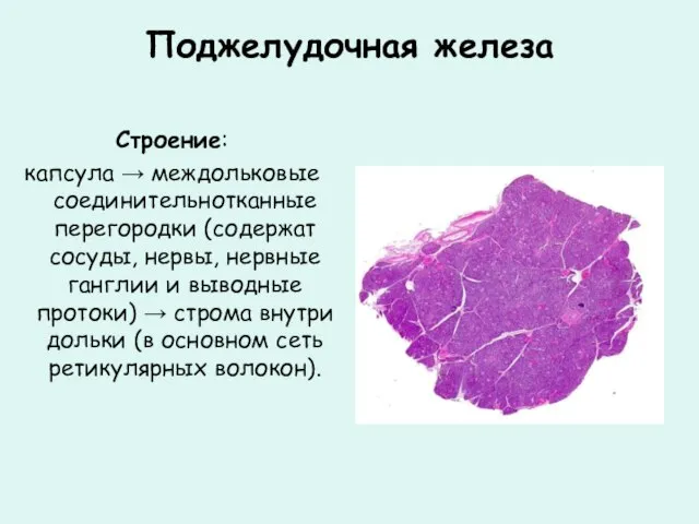 Поджелудочная железа Строение: капсула → междольковые соединительнотканные перегородки (содержат сосуды, нервы, нервные