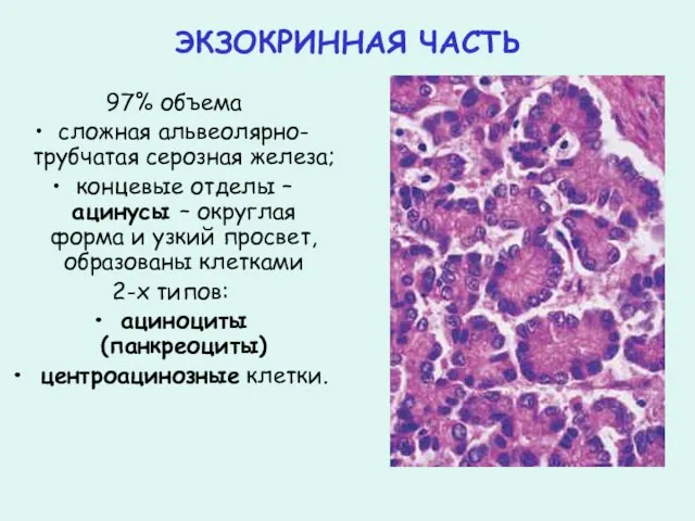 ЭКЗОКРИННАЯ ЧАСТЬ 97% объема сложная альвеолярно-трубчатая серозная железа; концевые отделы – ацинусы