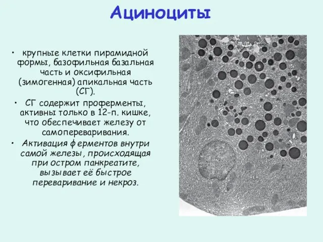 Ациноциты крупные клетки пирамидной формы, базофильная базальная часть и оксифильная (зимогенная) апикальная