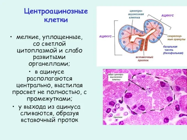 Центроацинозные клетки мелкие, уплощенные, со светлой цитоплазмой и слабо развитыми органеллами; в