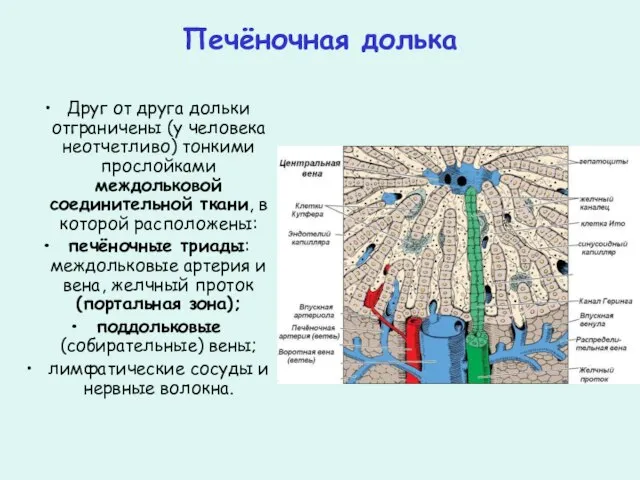 Печёночная долька Друг от друга дольки отграничены (у человека неотчетливо) тонкими прослойками