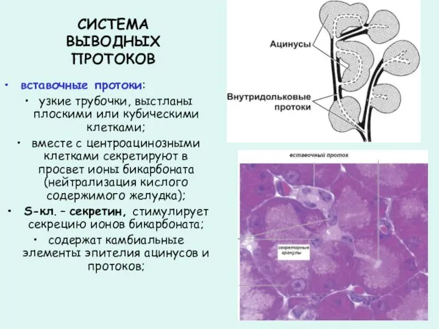 СИСТЕМА ВЫВОДНЫХ ПРОТОКОВ вставочные протоки: узкие трубочки, выстланы плоскими или кубическими клетками;