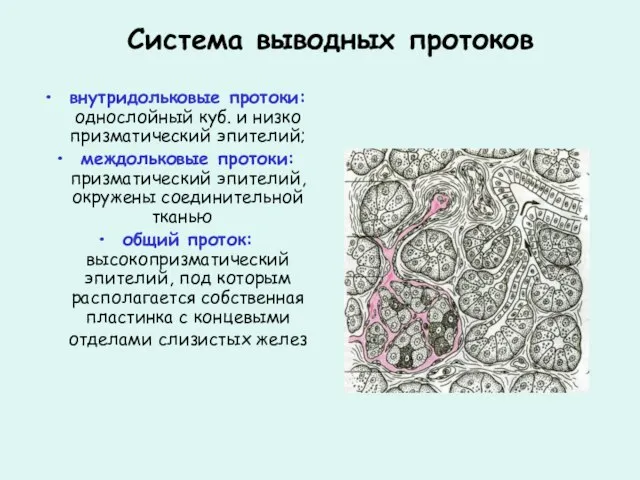 Система выводных протоков внутридольковые протоки: однослойный куб. и низко призматический эпителий; междольковые