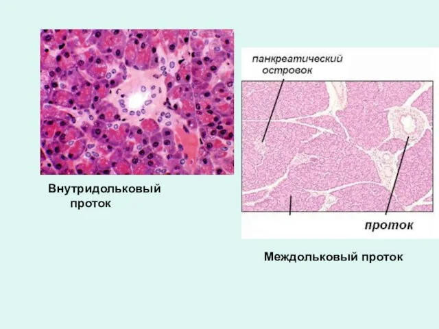 Внутридольковый проток Междольковый проток
