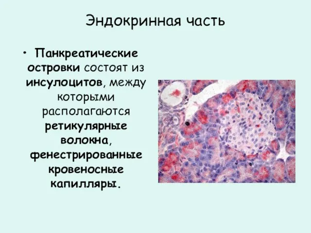 Эндокринная часть Панкреатические островки состоят из инсулоцитов, между которыми располагаются ретикулярные волокна, фенестрированные кровеносные капилляры.