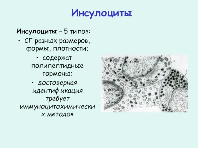 Инсулоциты Инсулоциты – 5 типов: СГ разных размеров, формы, плотности; содержат полипептидные