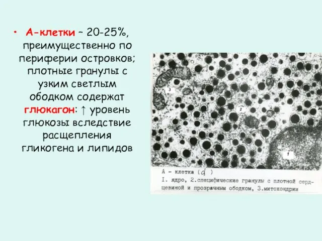 А-клетки – 20-25%, преимущественно по периферии островков; плотные гранулы с узким светлым