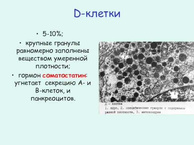 D-клетки 5-10%; крупные гранулы равномерно заполнены веществом умеренной плотности; гормон соматостатин: угнетает