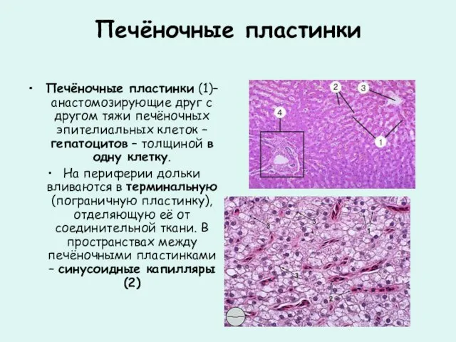 Печёночные пластинки Печёночные пластинки (1)– анастомозирующие друг с другом тяжи печёночных эпителиальных