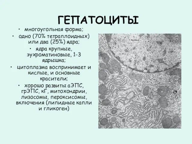 ГЕПАТОЦИТЫ многоугольная форма; одно (70% тетраплоидных) или два (25%) ядра; ядра крупные,