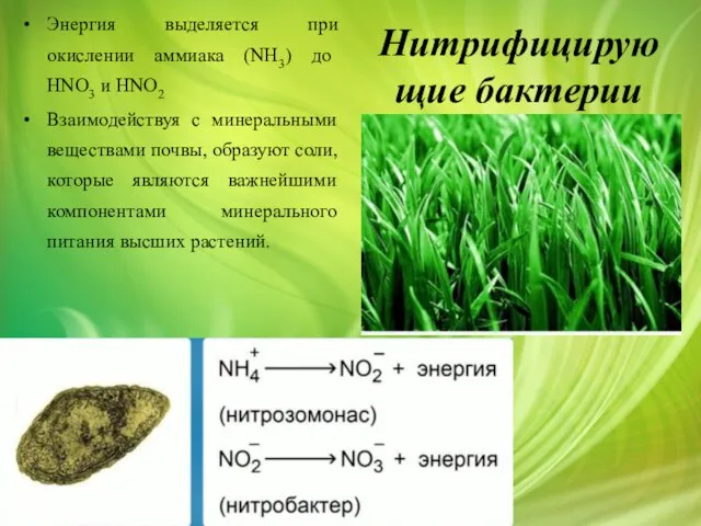 Нитрифицирующие бактерии Энергия выделяется при окислении аммиака (NH3) до HNO3 и HNO2