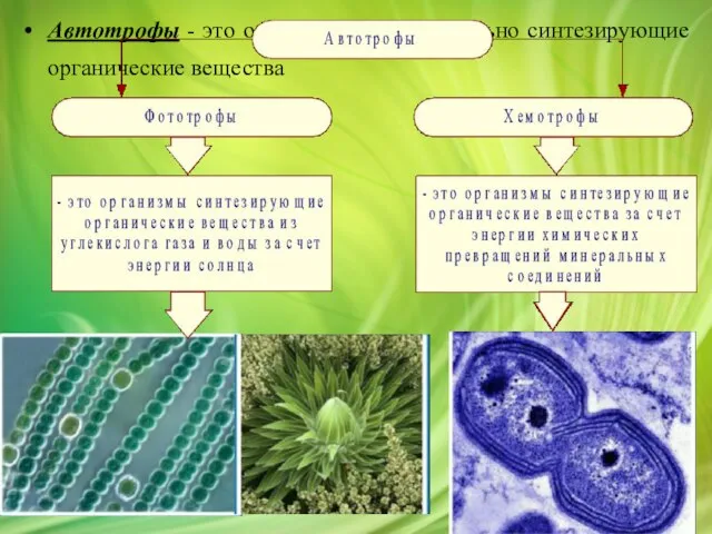 Автотрофы - это организмы самостоятельно синтезирующие органические вещества