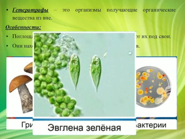 Гетеротрофы – это организмы получающие органические вещества из вне. Особенности: Поглощают органические