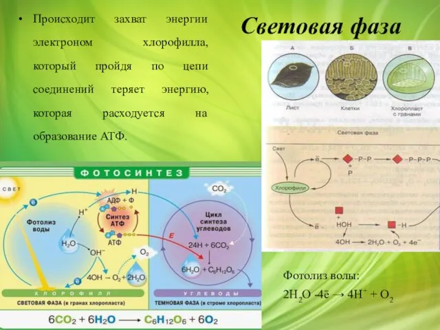 Световая фаза Происходит захват энергии электроном хлорофилла, который пройдя по цепи соединений