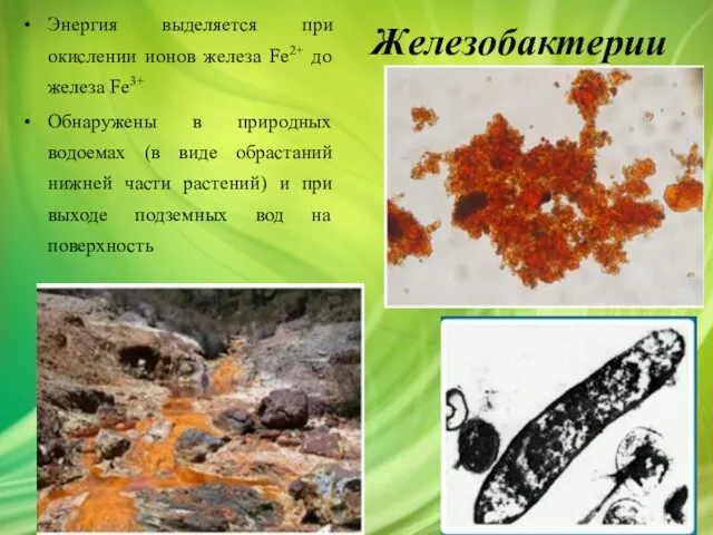 Железобактерии Энергия выделяется при окислении ионов железа Fe2+ до железа Fe3+ Обнаружены