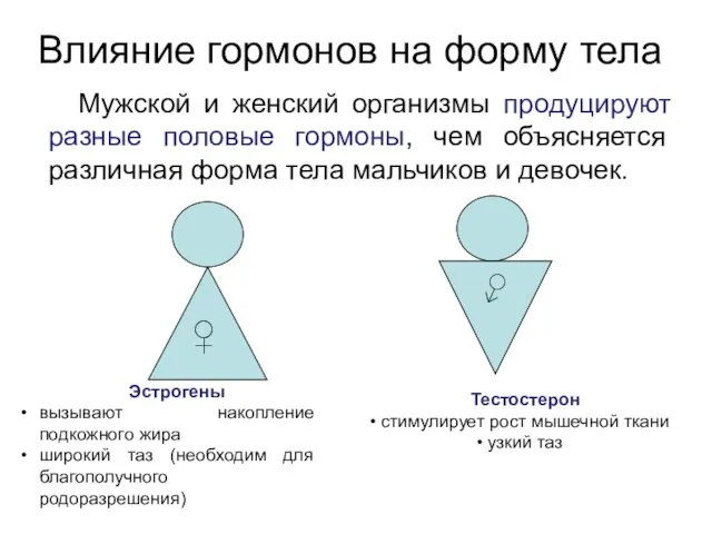 Влияние гормонов на форму тела Мужской и женский организмы продуцируют разные половые