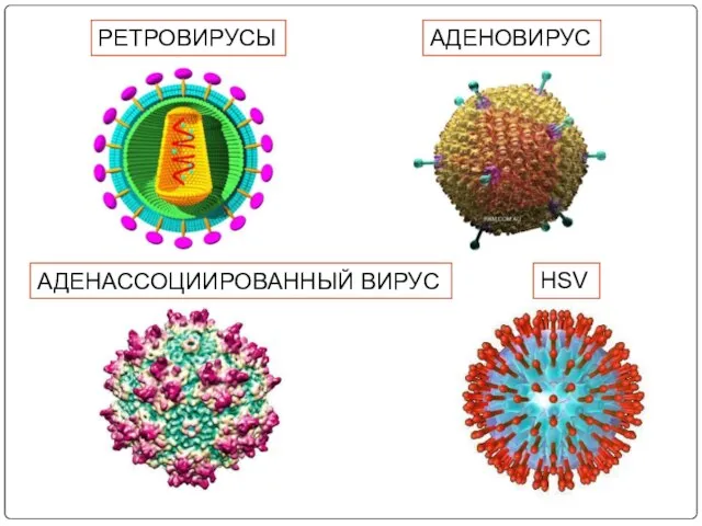 РЕТРОВИРУСЫ АДЕНАССОЦИИРОВАННЫЙ ВИРУС HSV АДЕНОВИРУС