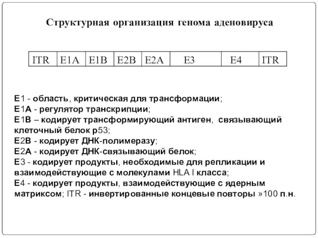 Структурная организация генома аденовируса Е1 - область, критическая для трансформации; Е1А -