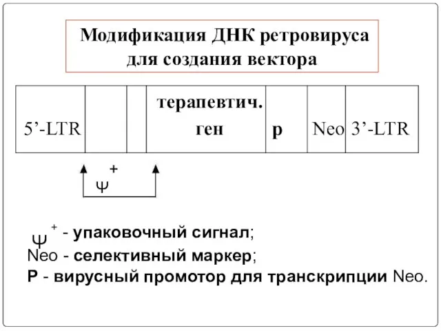 Модификация ДНК ретровируса для создания вектора Ψ + - упаковочный сигнал; Neo