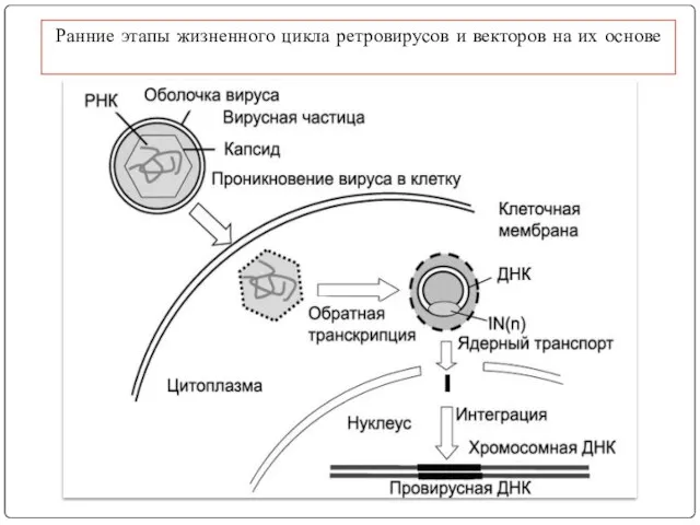 Ранние этапы жизненного цикла ретровирусов и векторов на их основе