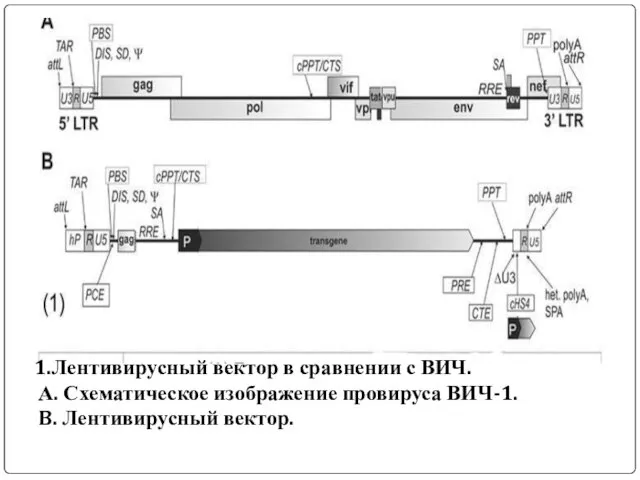 1.Лентивирусный вектор в сравнении с ВИЧ. А. Схематическое изображение провируса ВИЧ-1. B. Лентивирусный вектор.