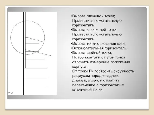 Высота плечевой точки; Провести вспомогательную горизонталь. Высота ключичной точки; Провести вспомогательную горизонталь.