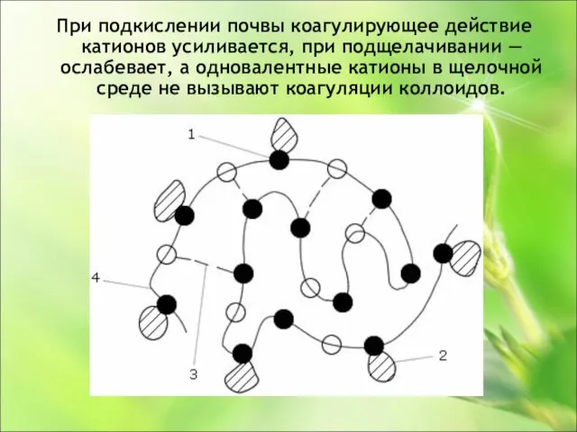 При подкислении почвы коагулирующее действие катионов усиливается, при подщелачивании — ослабевает, а