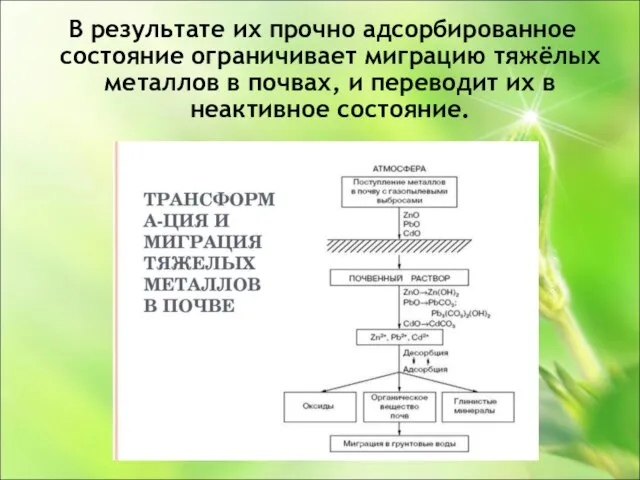 В результате их прочно адсорбированное состояние ограничивает миграцию тяжёлых металлов в почвах,