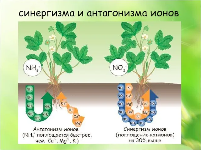 синергизма и антагонизма ионов