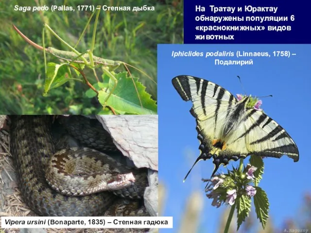 Vipera ursini (Bonaparte, 1835) – Степная гадюка Iphiclides podaliris (Linnaeus, 1758) –