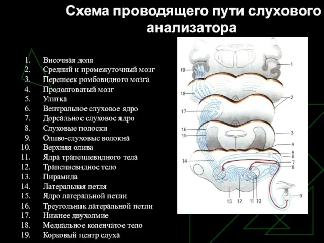 Схема проводящего пути слухового анализатора Височная доля Средний и промежуточный мозг Перешеек