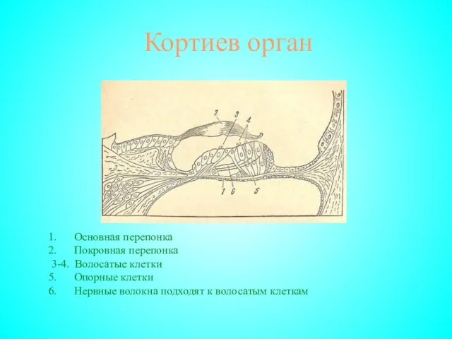 Кортиев орган Основная перепонка Покровная перепонка 3-4. Волосатые клетки Опорные клетки Нервные