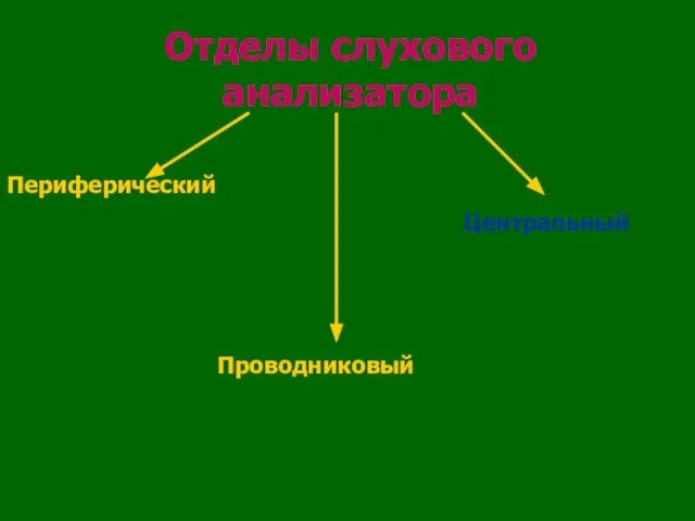 Отделы слухового анализатора Периферический Проводниковый Центральный