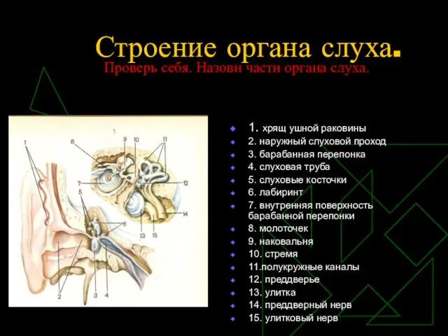 Строение органа слуха. 1. хрящ ушной раковины 2. наружный слуховой проход 3.