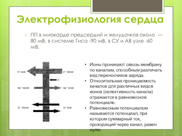 Электрофизиология сердца ПП в миокарде предсердий и желудочков около — 80 мВ,