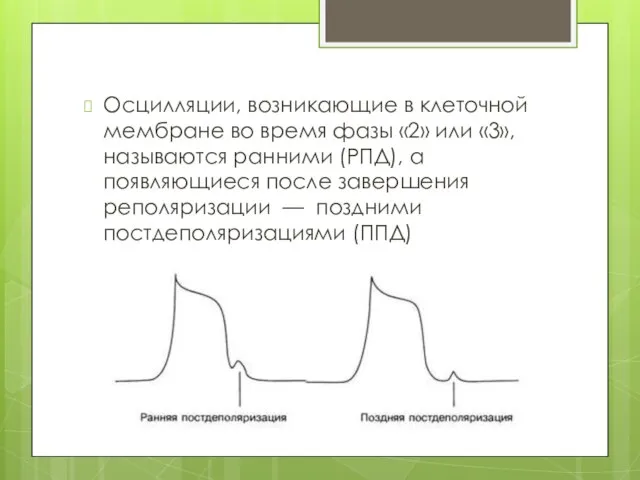 Осцилляции, возникающие в клеточной мембране во время фазы «2» или «3», называются