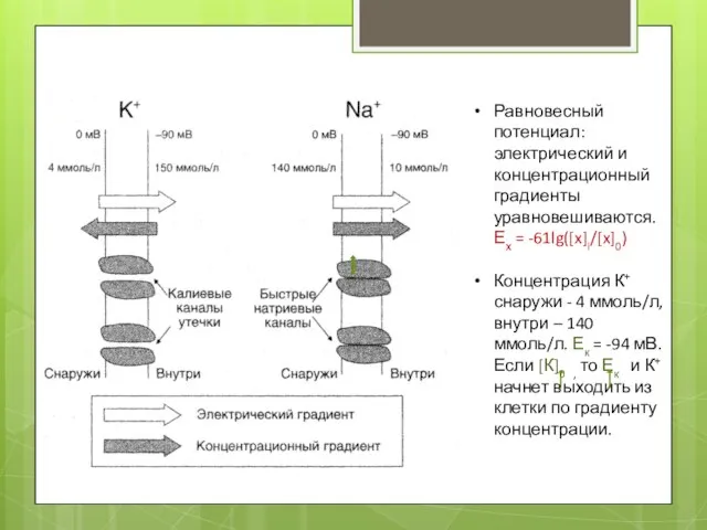 Равновесный потенциал: электрический и концентрационный градиенты уравновешиваются. Ех = -61lg([x]i/[x]0) Концентрация К+