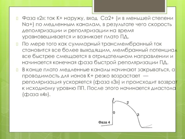 Фаза «2»: ток К+ наружу, вход Са2+ (и в меньшей степени Na+)