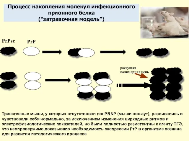 Процесс накопления молекул инфекционного прионного белка (“затравочная модель”) PrPsc PrP Трансгенные мыши,