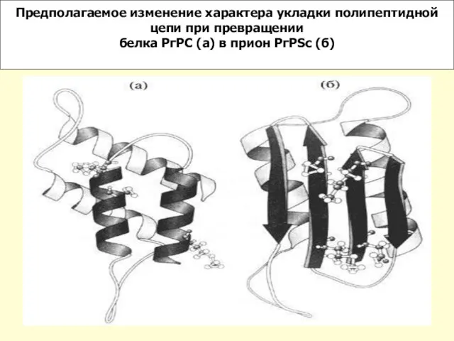Предполагаемое изменение характера укладки полипептидной цепи при превращении белка РгРC (а) в прион РгРSc (б)